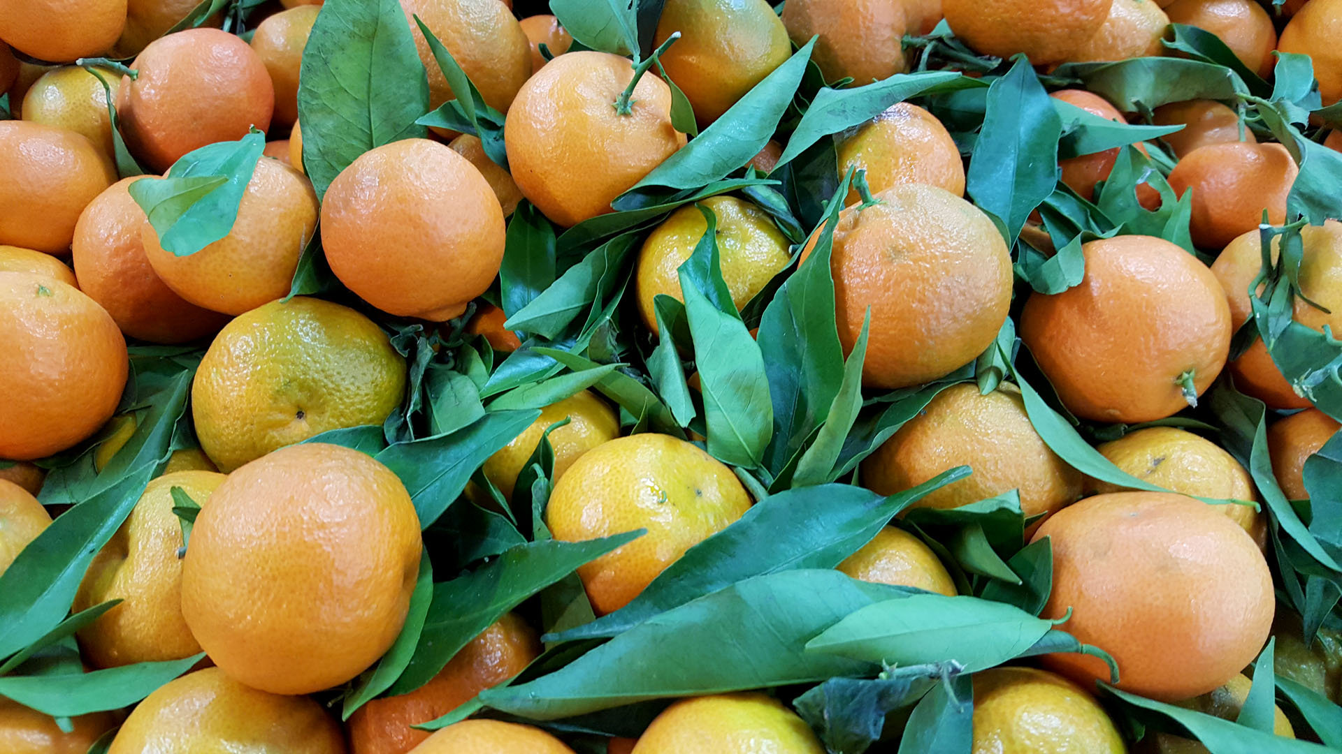 Le potager du cadram Clémentines corses