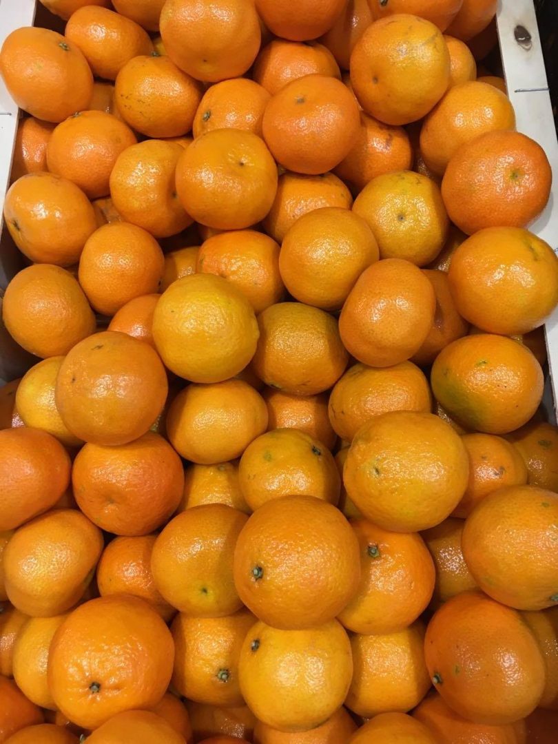 Le potager du cadram Clémentines